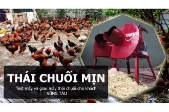 Chạy thử máy và bàn giao máy thái chuối mịn làm thức ăn cho gà cho khách hàng ở Vũng Tàu